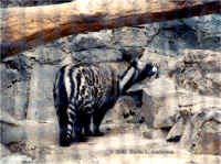 African Civet.bmp (89454 bytes)
