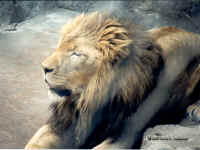 African Lion.bmp (90054 bytes)