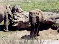 Africanelephant.bmp (90054 bytes)