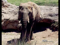 Africanelephant2.bmp (90054 bytes)
