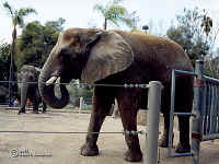 Africanelephant3.bmp (90054 bytes)