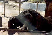 Africanelephant4.bmp (81054 bytes)