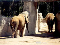 Africanelephants1.bmp (90054 bytes)