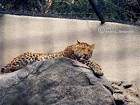 Africanleopard2.jpg (14397 bytes)