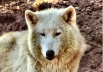 Arctic Wolf.jpg (11129 bytes)