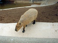 Capybara200.jpg (11371 bytes)
