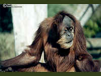 Orangutan2.bmp (90054 bytes)