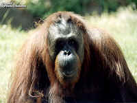 Orangutan3.bmp (90054 bytes)