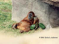 Orangutanlaidback.bmp (90054 bytes)