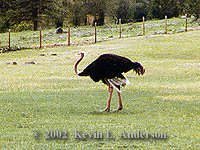 Ostrich200.jpg (15569 bytes)