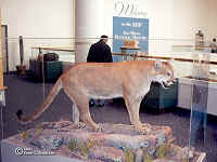 cougar.bmp (90054 bytes)
