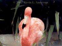 flamingo200.jpg (7736 bytes)