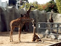 giraffe525.jpg (14552 bytes)