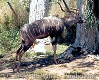 kudu200.jpg (16078 bytes)