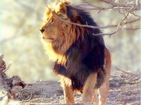 lionafrican200.jpg (9775 bytes)