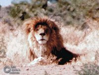 lionafricanb200.jpg (10013 bytes)