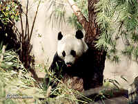 panda.bmp (90054 bytes)