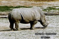 rhinocerosBC200.jpg (12473 bytes)
