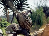 vulture.jpg (13509 bytes)