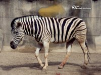 zebra.jpg (11053 bytes)