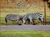 zebras200.jpg (11459 bytes)